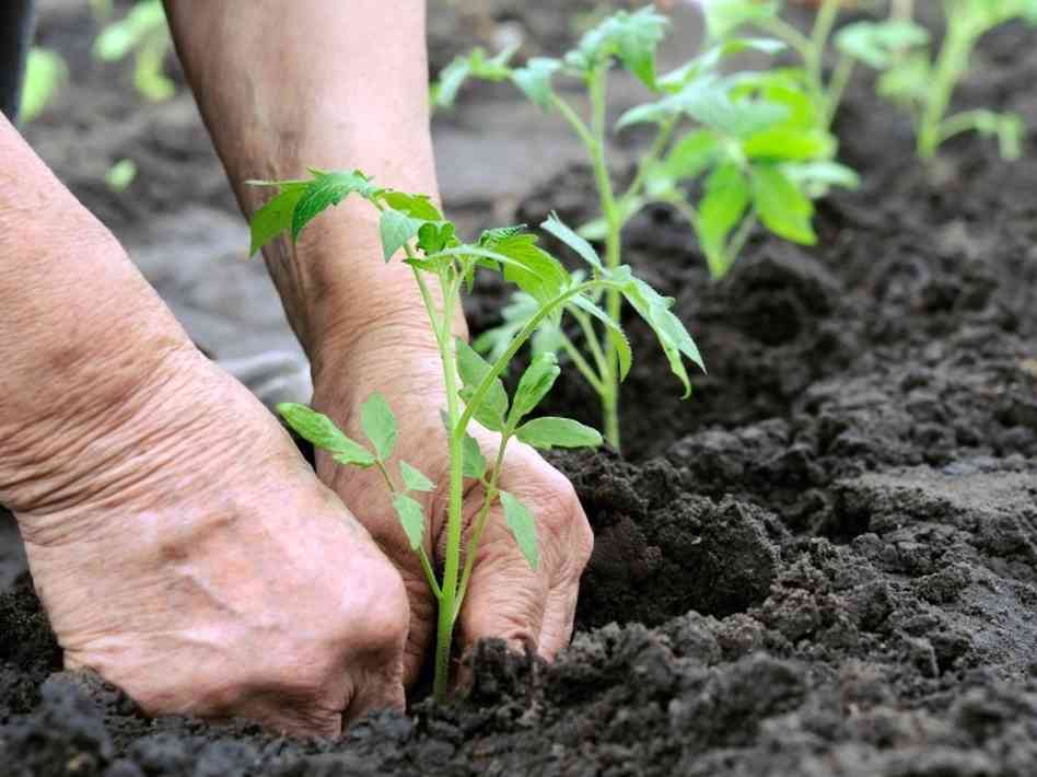 plant tomate transplantation.jpg